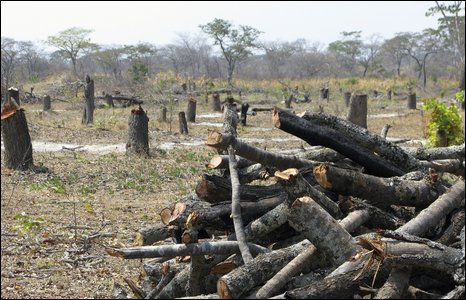 deforestation