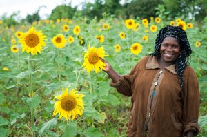 Field of sunflowers