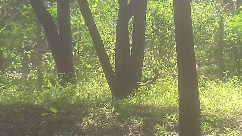 Garden with trees, natural vegetation and wire fence in Dar es Salaam